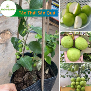 Cây giông Táo Thái, giống táo mới năng suất cao