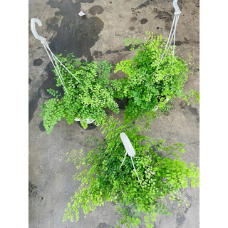 <GIÁ RẺ NHẤT>Chậu Dương xỉ Tóc Thần(Tóc thần vệ nữ) sz trung