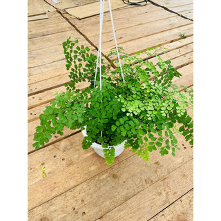 <GIÁ RẺ NHẤT>Chậu Dương xỉ Tóc Thần(Tóc thần vệ nữ) sz trung
