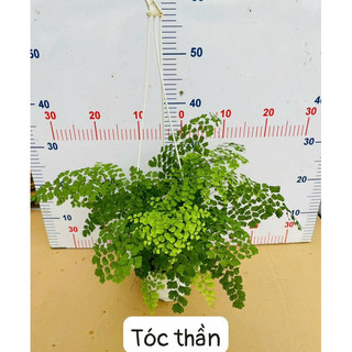 <GIÁ RẺ NHẤT>Chậu Dương xỉ Tóc Thần(Tóc thần vệ nữ) sz trung