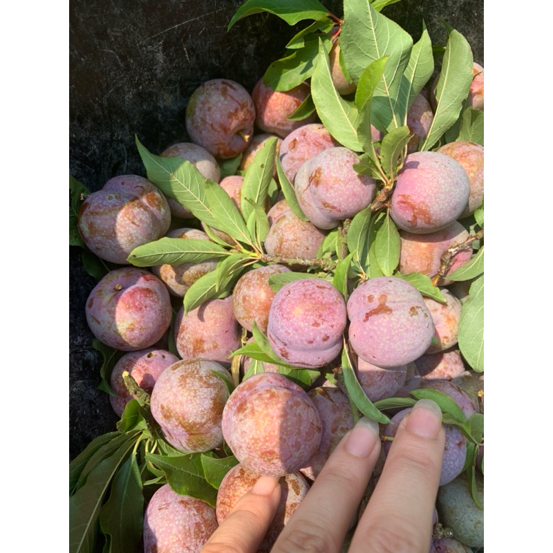 combo 5kg mận chọn trái mùa