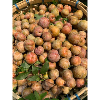 combo 5kg mận chọn trái mùa