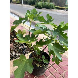 Cây 🌲 Sung Mỹ .... trái tím