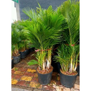 Cây 🌲 Cau Vàng Đài Loan lớn
