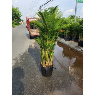 Cây 🌲 Cau Vàng Đài Loan lớn
