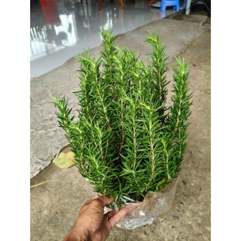 Cây 🌲 Hương Thảo lớn