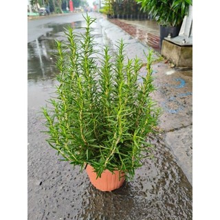 Cây 🌲 Hương Thảo lớn