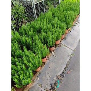 Cây 🌲 Hương Thảo lớn