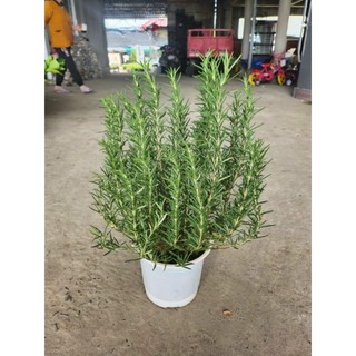 Cây 🌲 Hương Thảo lớn