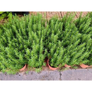 Cây 🌲 Hương Thảo lớn