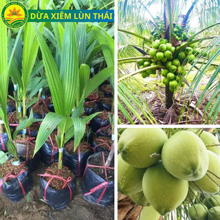  Cây giống dừa xiêm xanh lùn cây giống năng suất cao dễ trồng nhanh cho thu hoạch 