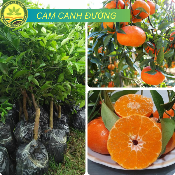 Cây Giống Cam Canh Đường giống chuẩn F1 năng suất sao, quả mọng nước ngon ngọt