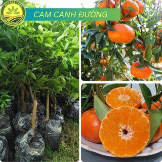 Cây Giống Cam Canh Đường giống chuẩn F1 năng suất sao, quả mọng nước ngon ngọt