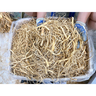 RỄ SÂM  HÀN QUỐC 6 Năm Tuổi