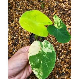 [ Colocasia Yellow Splash ] Tia chớp vàng xinh đẹp