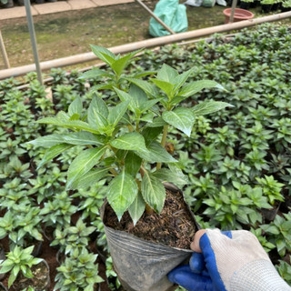 Cây hoa MAI ĐỊA THẢO cao 15~20cm (Chỉ giao miền Bắc+Bắc miền Trung)