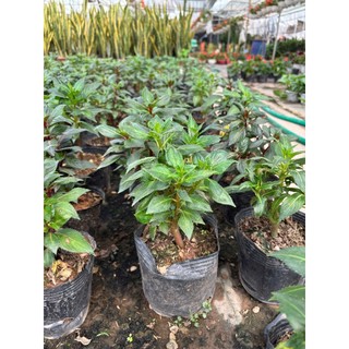 Cây hoa MAI ĐỊA THẢO cao 15~20cm (Chỉ giao miền Bắc+Bắc miền Trung)