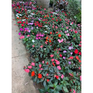 Cây hoa MAI ĐỊA THẢO cao 15~20cm (Chỉ giao miền Bắc+Bắc miền Trung)