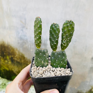 Xương rồng tai thỏ nhỏ