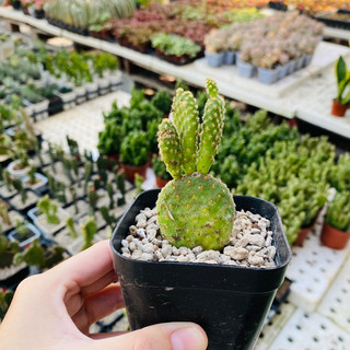 Xương rồng tai thỏ nhỏ