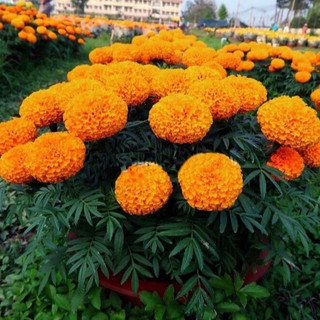 HẠT GIỐNG HOA CÚC VẠN THỌ LÙN VÀNG CAM (GÓI 0.01gr)