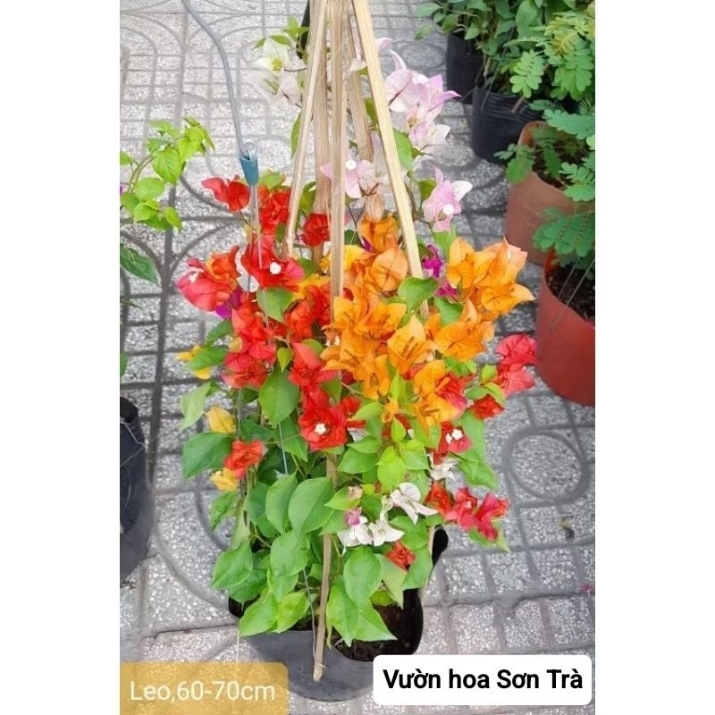 (VHST giao trong ngày) CÂY BÔNG GIẤY THÁI ngũ sắc leo, đang hoa.