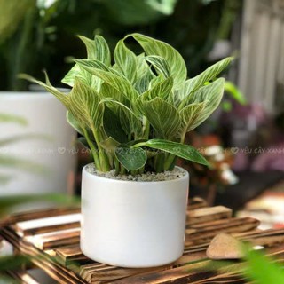 Cây Trầu Bà Đế Vương Kim Cương Phong Thuỷ để bàn, trang trí nội thất mang đến tài lộc phú quý