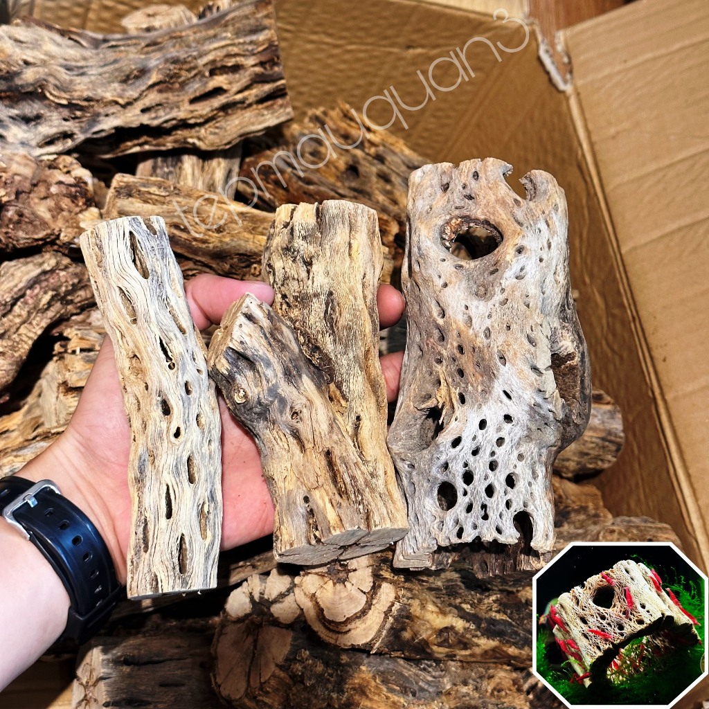 Lũa Cholla - Lũa Xương Rồng  Cho Tép Cảnh - Tép Màu Quận 3