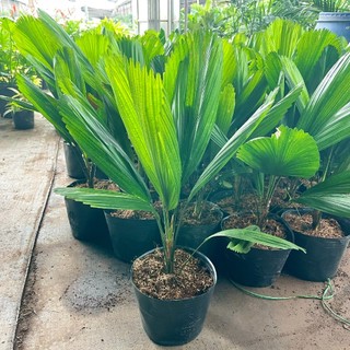 Cây CỌ NHẬT, kè nhật 80cm lá xanh cây khỏe phát triển nhanh