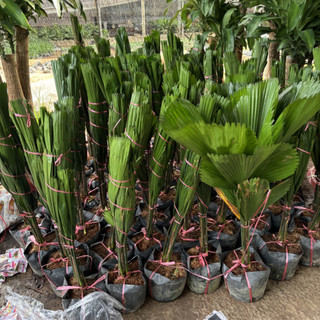 Cây CỌ NHẬT, kè nhật 80cm lá xanh cây khỏe phát triển nhanh
