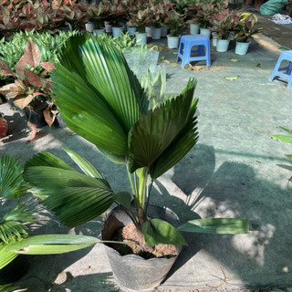 Cây CỌ NHẬT, kè nhật 80cm lá xanh cây khỏe phát triển nhanh