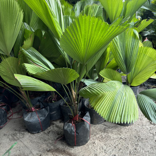 Cây CỌ NHẬT, kè nhật 80cm lá xanh cây khỏe phát triển nhanh