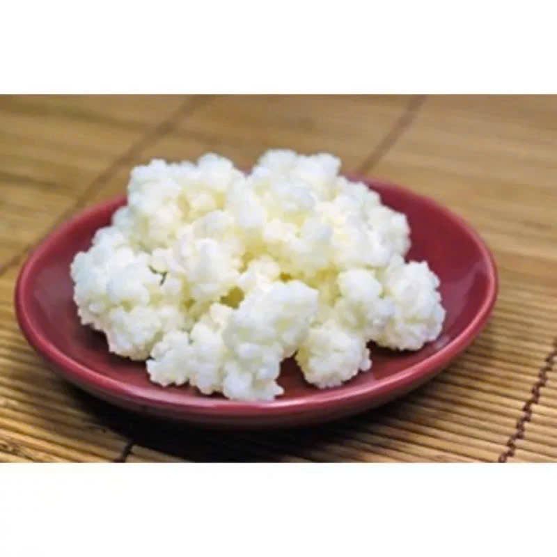 Nấm Kefir  Làm Sữa Chua / Nấm Tây Tạng / Con Men Làm Sữa Chua(có hướng dẫn nuôi và bảo hành nuôi thà