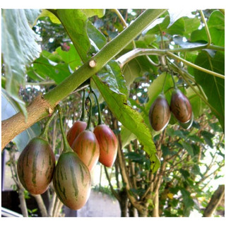 Hạt giống cà chua thân gỗ nhập khẩu