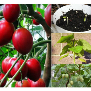 Hạt giống cà chua thân gỗ nhập khẩu