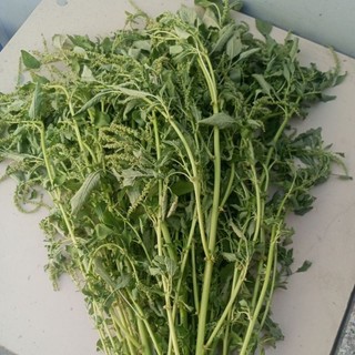 1kg rền gai tươi.tri gai cột sống.ren có gai