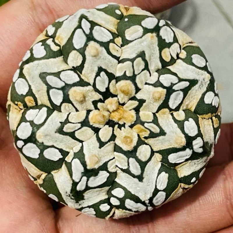 Xương rồng Aster 2