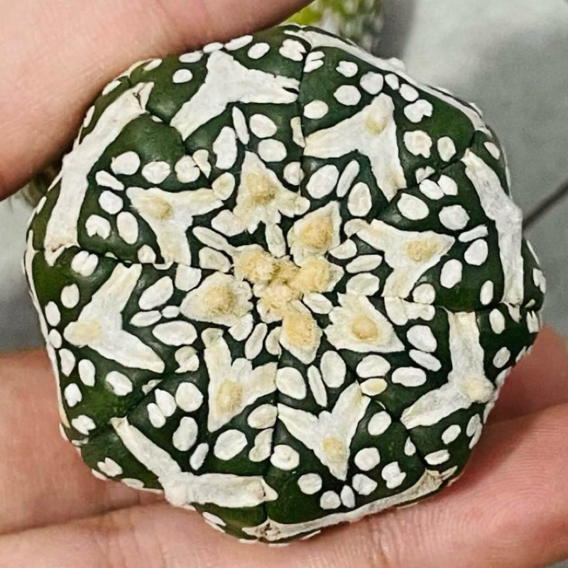Xương rồng Aster 3