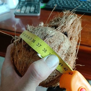 Dừa khô gọt vỏ Bến Tre vành từ 35cm