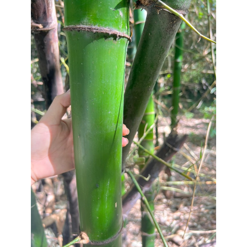 ống tre dk7-8cm