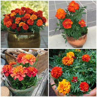 Hạt Giống Hoa Cúc Vạn Thọ Các Loại Vàng, Cam, Đỏ, Pháp Chuẩn Giống F1 Tỉ Lệ Nảy Mầm Cao, Hoa Nở To