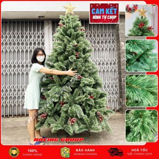 Cây Thông Noel Cao 1M5 2M 2M4 3M 3M6 A6 Cước Nở Hoa Trang Trí Decor Giáng Sinh Noel Cao Cấp 2024