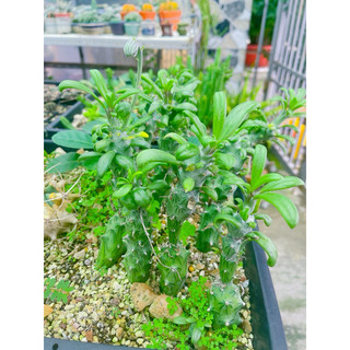 Xương rồng rắn biển