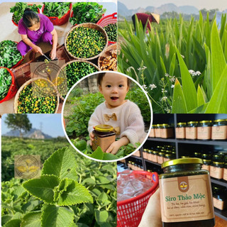 Siro ho thảo mộc húng chanh