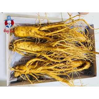 Sâm Củ Tươi Hàn Quốc Cao Cấp 6 Củ/ Kg