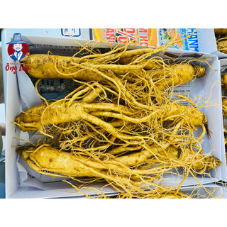 Sâm Củ Tươi Hàn Quốc Cao Cấp 6 Củ/ Kg