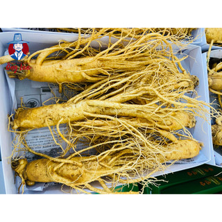 Sâm Củ Tươi Hàn Quốc Cao Cấp 6 Củ/ Kg