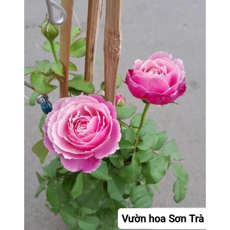 (VHST giao trong ngày) CÂY HỒNG LEO đang hoa. thơm.