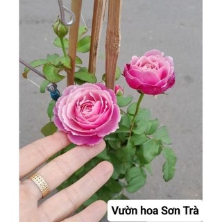 (VHST giao trong ngày) CÂY HỒNG LEO đang hoa. thơm.