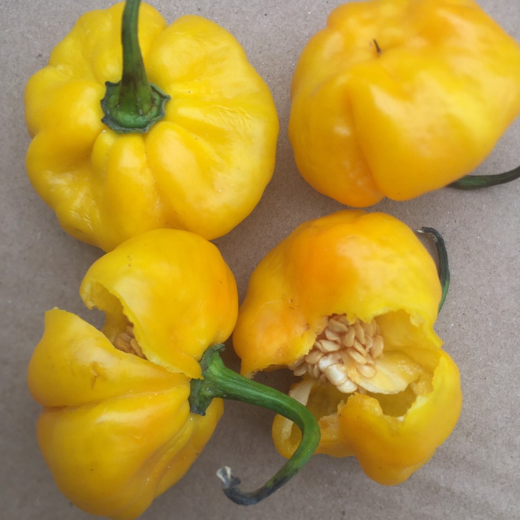 Hạt giống ớt Jamaican Scotch Bonnet siêu cay giòn, dày thịt
